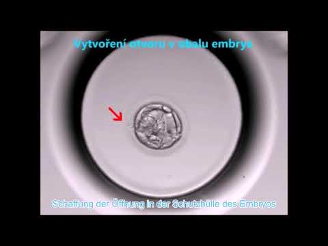 assistiertes Hatching